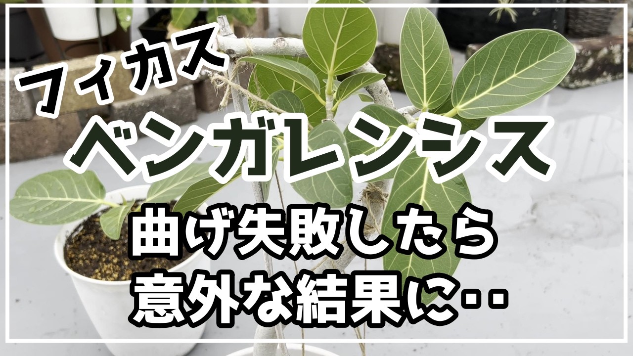 観葉植物】フィカス・ベンガレンシス／曲げ失敗したらこうなりました