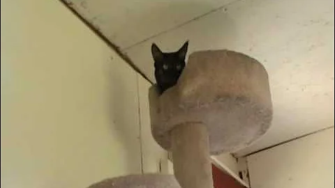 Watch the video about "Kemisi" Chausie cat catching her 'prey'