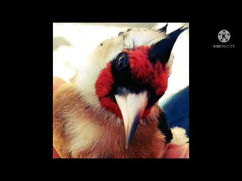 مقنين خلوي ماشاء الله تواواطي مندولين تغريد لتلقين الفراخ