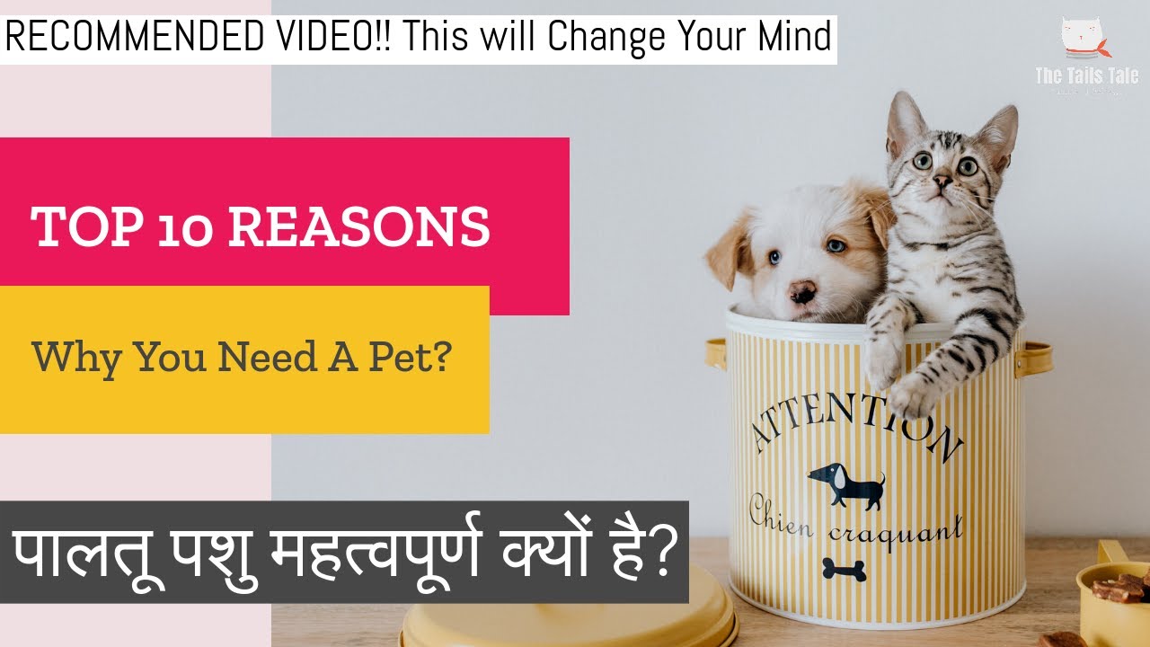 TOP 10 REASONS WHY YOU NEED A PET Importance of Pets in Life Pet