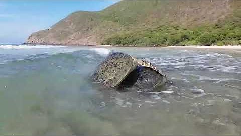 Rùa biển giao phối ở hòn Bảy Cạnh - VQG Côn Đảo