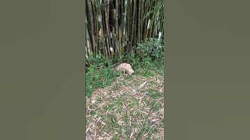 Het einde dat iedereen wil. Een happy end. #hond #puppy #adopterenzwerfhonden #gereddehond #opvang