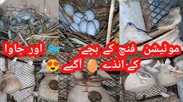 Mutations Finches & Sparrow java Colony Breeding Progress || White Java @Havenandhaven
