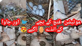 Celebrity Mutations Finches & Sparrow java Colony Breeding Progress || White Java @Havenandhaven Wealth