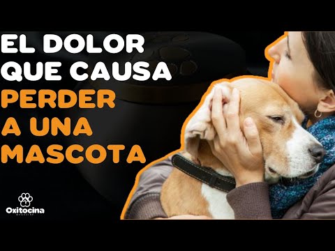 Video: Mensajes de simpatía de mascotas: Condolencias por la pérdida de perros, gatos y otras mascotas