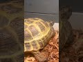Gizmo returns