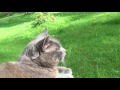 Chartreux cat sitting on my lap enjoying the summer