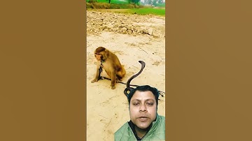 Big cobra snake and monkey naag jog #kingcobra​ #animal​ #shortsvideo​ #shorts​