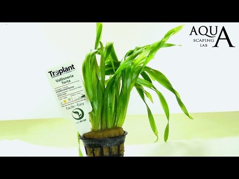 Video: Vallisneria Este Un Favorit Al Acvaristilor