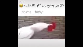 كان بدو يصيح لكن تذكر نكتة????