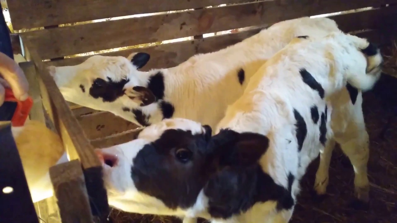 Biberonla Sut Icen Yavru Inekler Youtube Biberonla Sut Icen Yavru Inekler Youtube