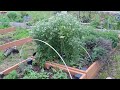 Cilantro Cilantro Everywhere - April 5, 2025