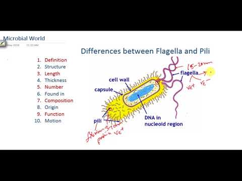 Vídeo: Diferencia Entre Pili Y Flagella