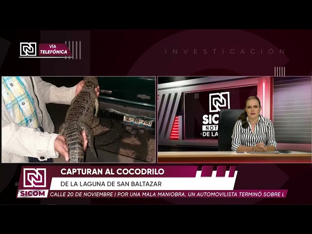#Entérate | 🐊🌿 ¡Fugaz, la cocodrilo hembra de la Laguna de San Baltazar, ya fue capturada!