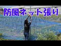 ナス防風ネット張りとトマト灰色かび病防除21/6/27＃1258