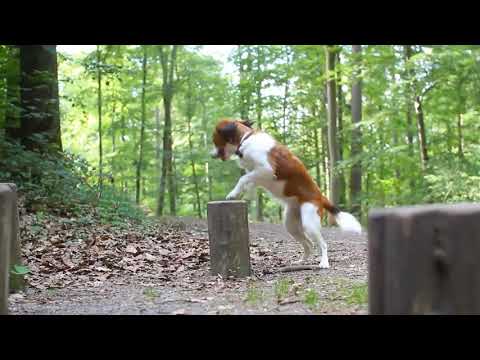 Video: Mistænkt Neurologisk Toksicitet Efter Oral Anvendelse Af Fluralaner (Bravecto®) I En Kooikerhondje Hund