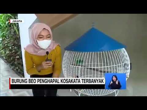 burung Haleluya Viral....