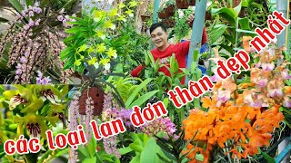 Các loại lan đơn thân hoa đẹp nhất phần 2, các loại lan đơn thân rễ gió | phong lan rừng phúc vân