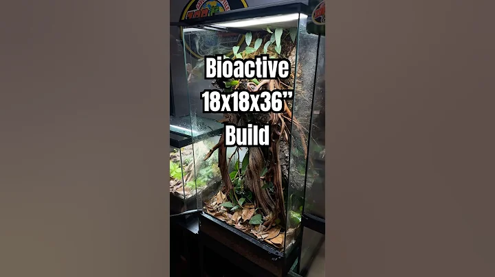 How to Build a Bioactive 18x18x36” ZooMed Skyscraper #reptileshop #bioactive #terrarium #gecko