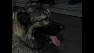 В Курске прошла выставка собак всех пород В Курске прошла выставка собак всех пород