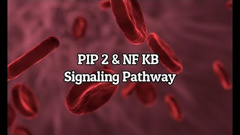 CSIR UGC NET | PIP 2 & NF KB Signaling Pathway | #BiologyAllInOne