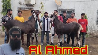 Tour Of The Biggest Goats Of India | Al Ahmed Goat Farm Padgha | Heaviest Self Feeding Goats.