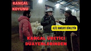 ESKİLERDEN AZİZ AMCAYI DİNLEYİN | BAKIN NELER ANLATIYOR | KANGAL KOYUNU 4 | SİVAS