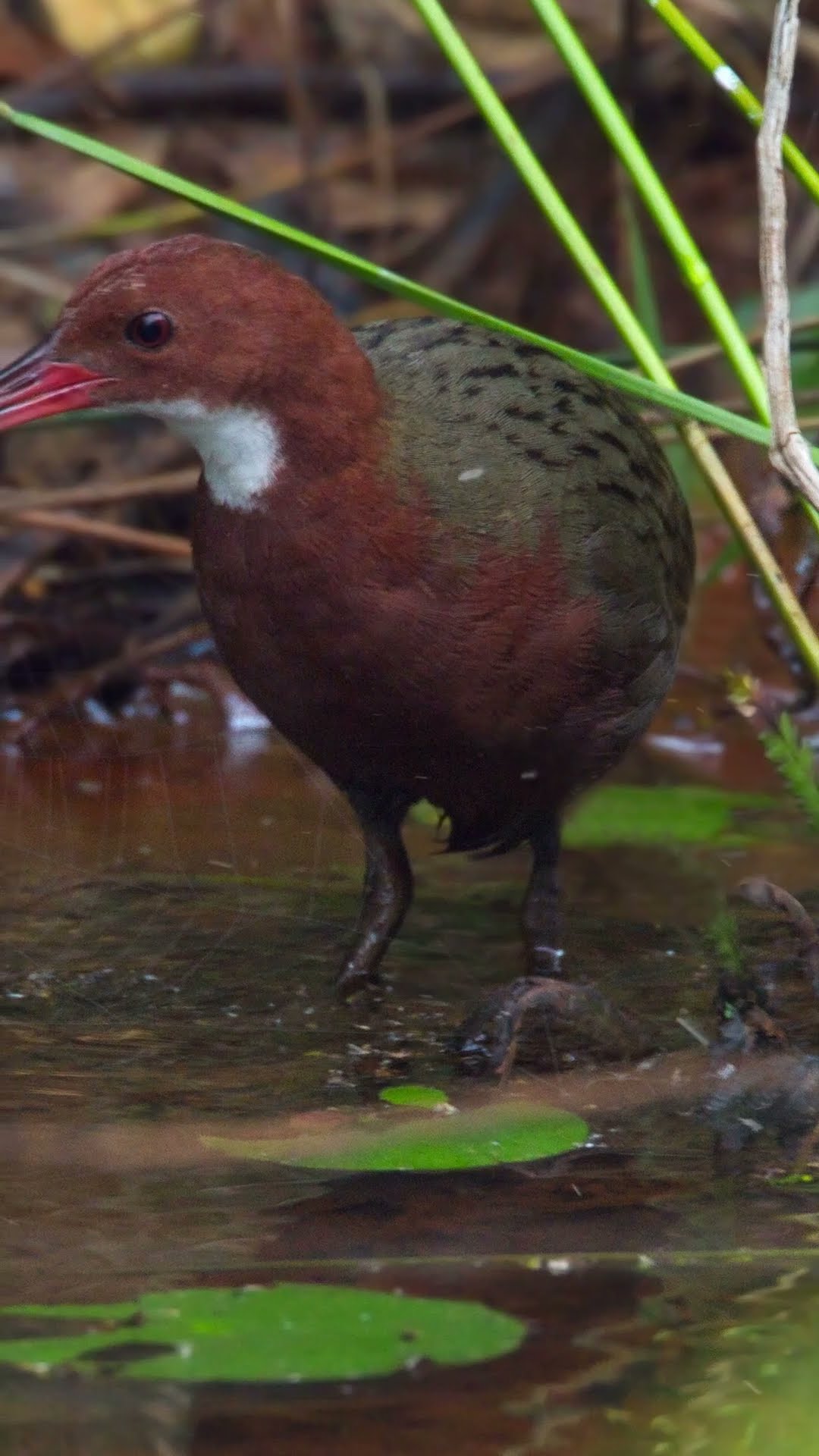 This Bird Went Extinct and Came Back to Life #evolution #funfacts