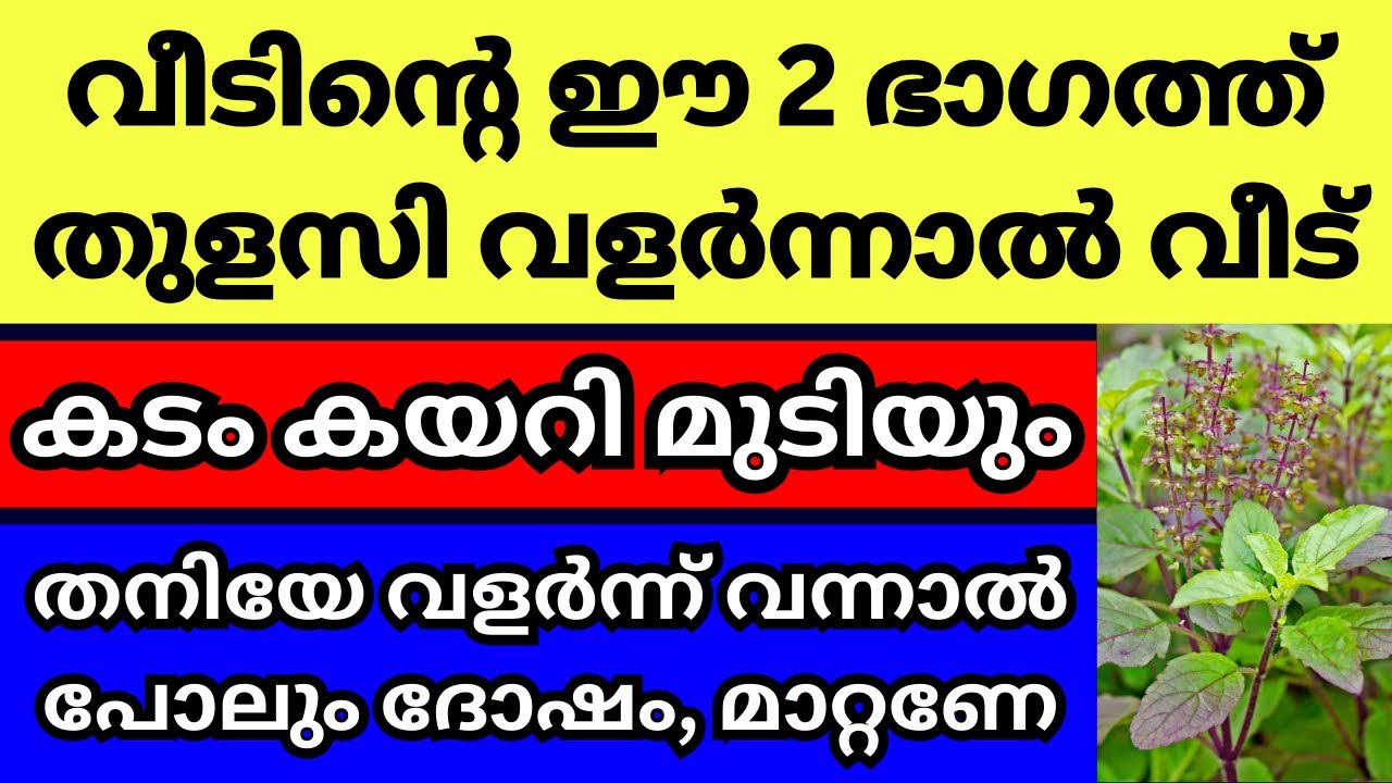 തുളസി വീടിന്റെ ഈ 2 ഭാഗത്ത് വളർത്തല്ലേ, കടം കയറി മുടിയും, തനിയേ വളർന്നാൽ പോലും ഉടനെ മാറ്റുക