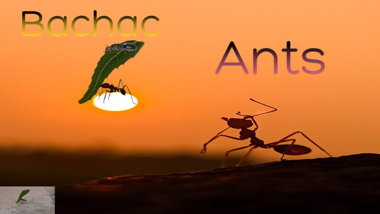 Bachac Ants| Understanding ants| Protecting Your Garden - YouTube