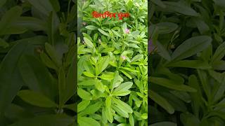 #zinsen #nature #flowers #shortvideo 🌼🏵️🌸