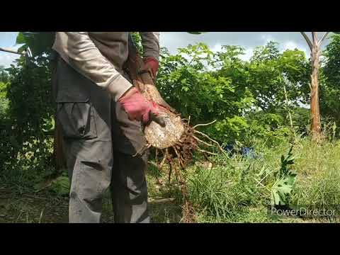 Video: Karibska Sladica Iz Banane