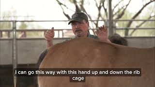Lateral Rocking Technique to Release Tension in Your Horse's Back
