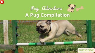 Pug Adventure: A Pug Compilation   #dog #pet