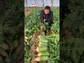 🫜 Harvest of Radish #harvest #farming #farm #gardening #farmlife #fruitcutting