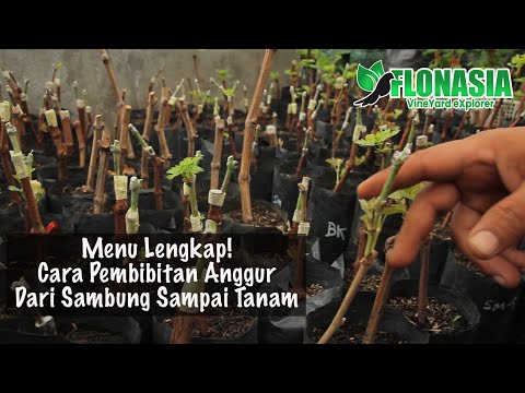 Wajib Disimak. Cara Bikin Bibit Hingga Tanam Di Lahan [Pembibitan Anggur Impor]