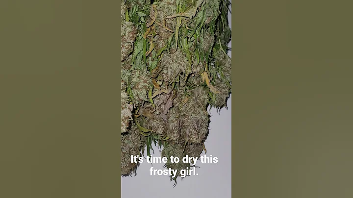 It's dry time for snow white.