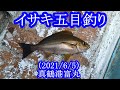 【神奈川県の真鶴沖でイサキ五目釣り】人生初のイサキ釣りでイサキをゲットしました！