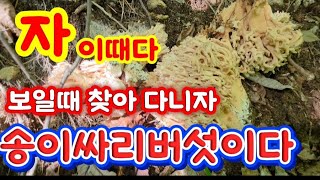 260824 This year, Pine broom mushrooms are coming up on a record-breaking scale. Part 5 #PineBroo...