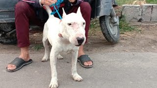 Bull Terrier For Salejsk Pets