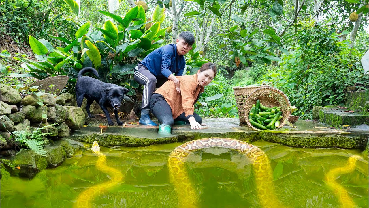 Giant Python Lurks Underwater to Attack Ly Thi Hoa - Giant Anaconda 16m Long.