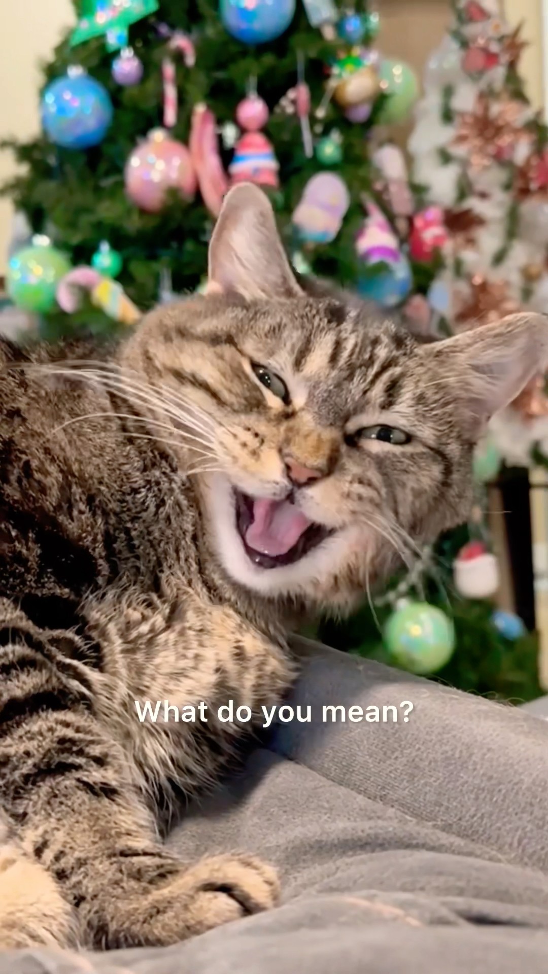 Penny is NOT ready for the new year! #talkingcat