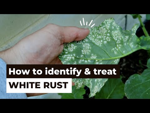 Wideo: Leczenie białej rdzy na rzepę - jak radzić sobie z białą rdzą na rzepie