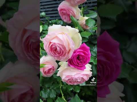 هاني شاكر أنا عيني لحبيبي