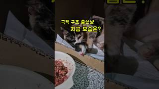 만삭으로 구조된 길냥이가 보여준 기적