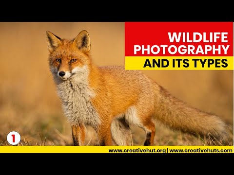 Wildlife photography [English]