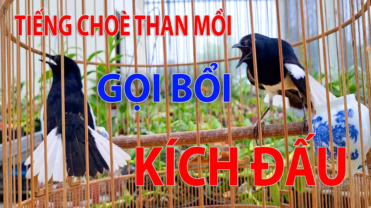 Chòe than hót giọng rừng - Luyện Chòe Than Hót Giọng Hay. Luyện Chòe Than hót Giọng chuẩn. choe than