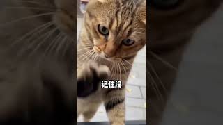 Angry cat 😺 attack on car🚗  #cat #catlovers #animals #animallover #angry #angrycat #funny #comedy