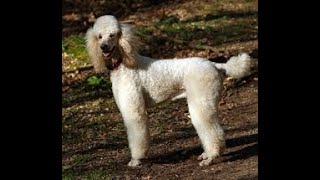 Standard Poodle History And Information by Elite Dog Nation 236 views 3 years ago 2 minutes, 30 seconds