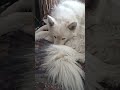 #pets #dog #fish #nature  #cats #nature #hiking #wildlife #dog #cat #snake #birds #naturephotography